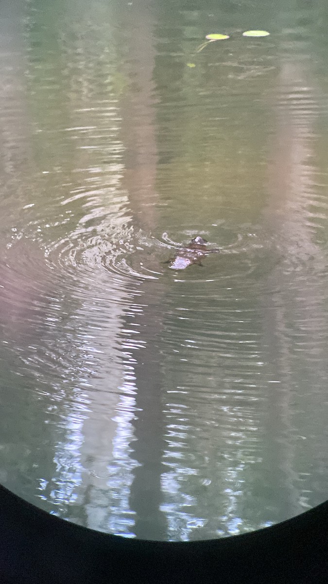 Platypus - ML637741656