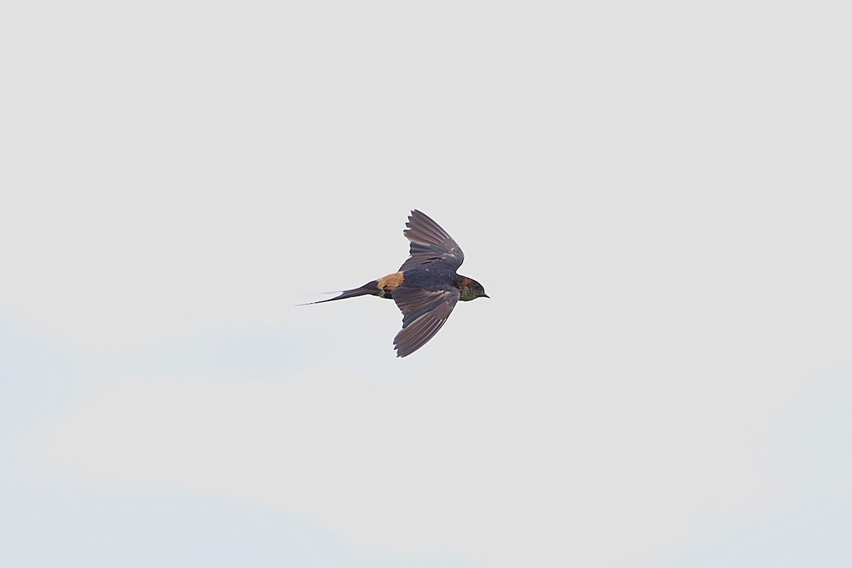 Eastern Red-rumped Swallow (Striated) - ML637741693