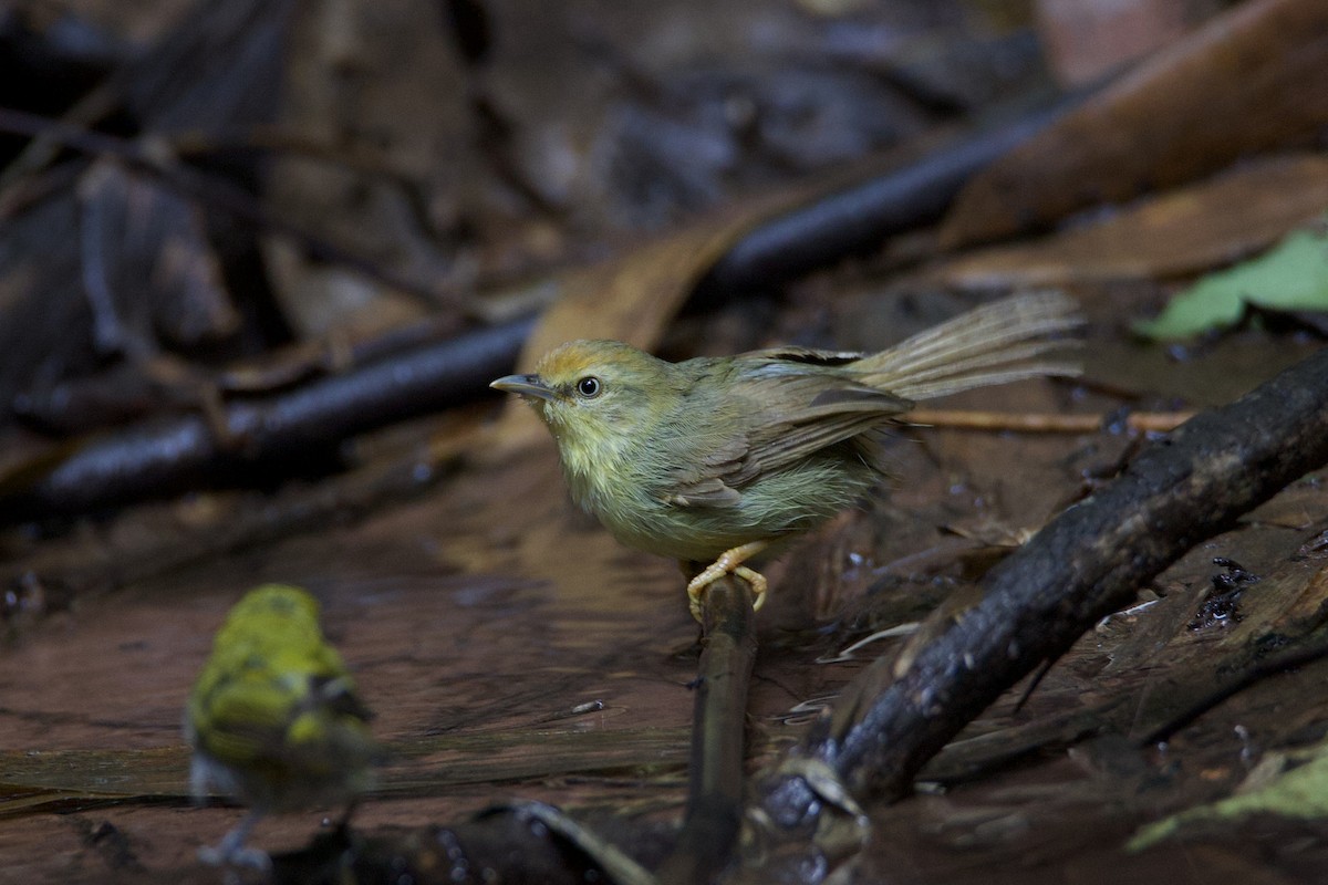 Pin-striped Tit-Babbler - ML637741697