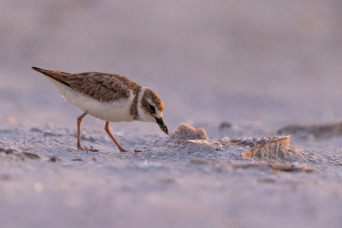 Wilson's Plover - ML637741704
