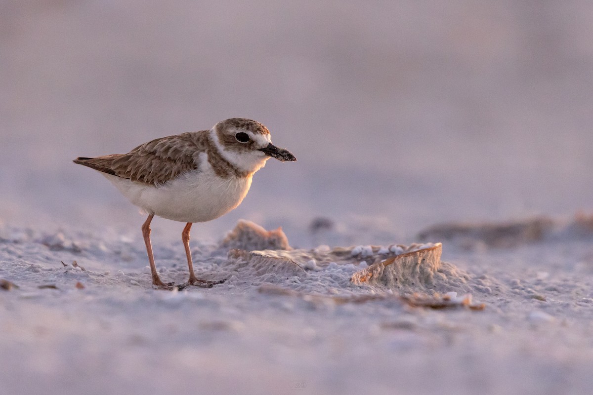 Wilson's Plover - ML637741705