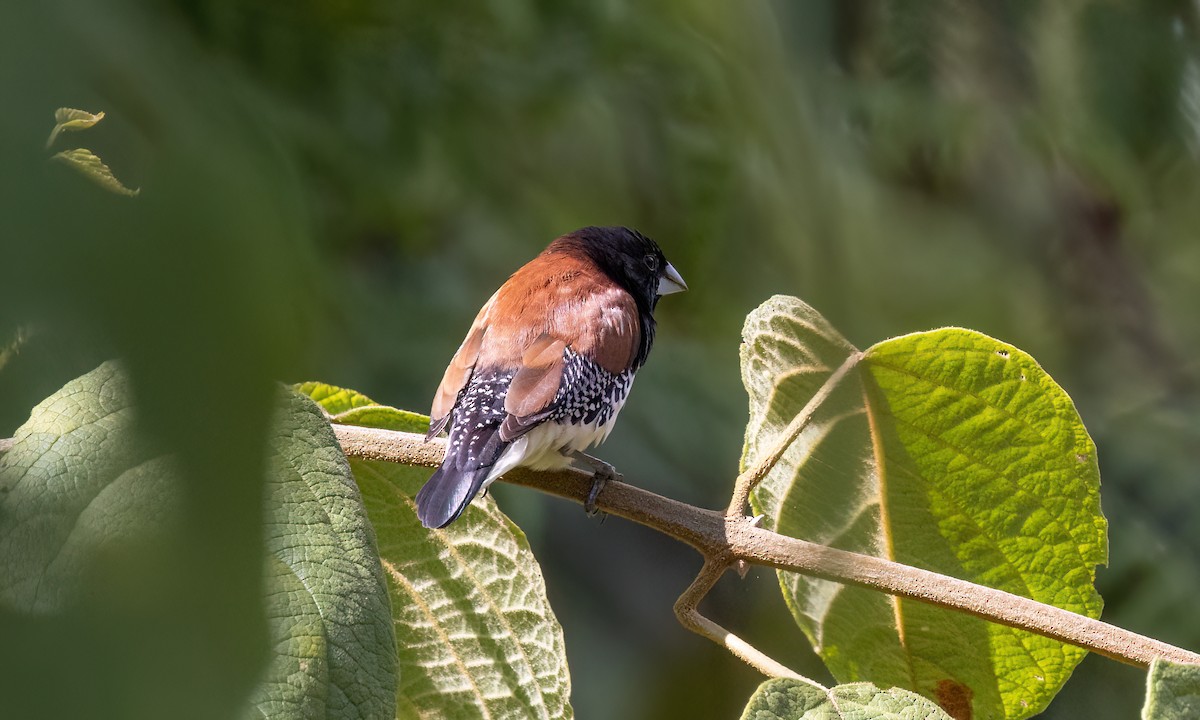 Black-and-white Mannikin (Red-backed) - ML637741707