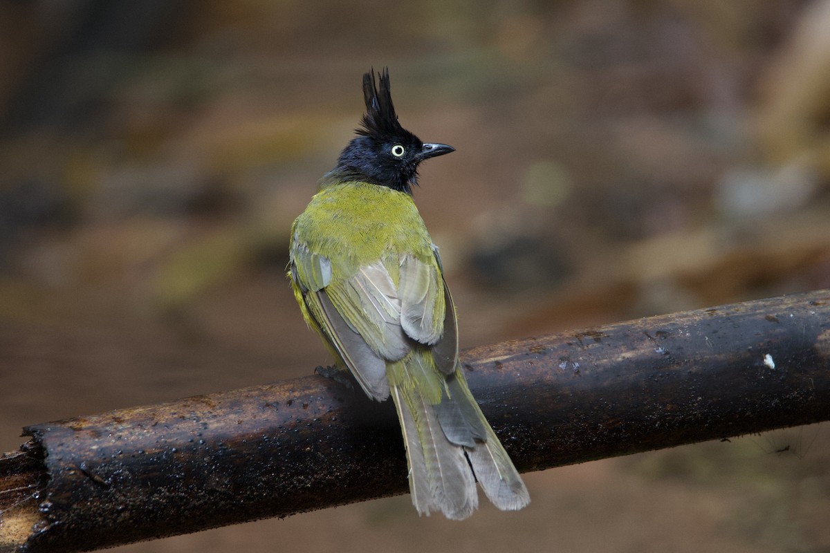 Black-crested Bulbul - ML637741710