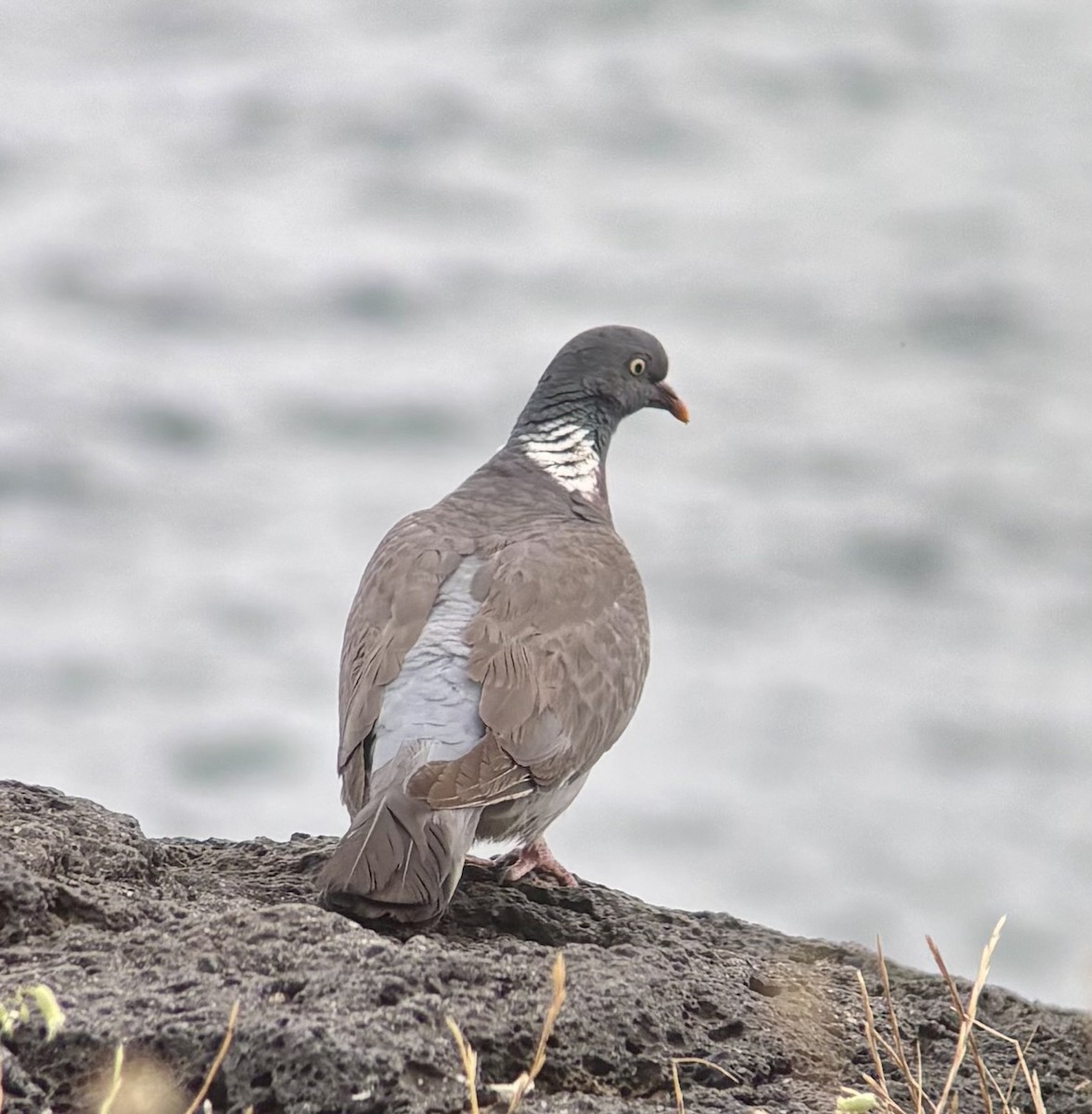 Common Wood-Pigeon - ML637741711