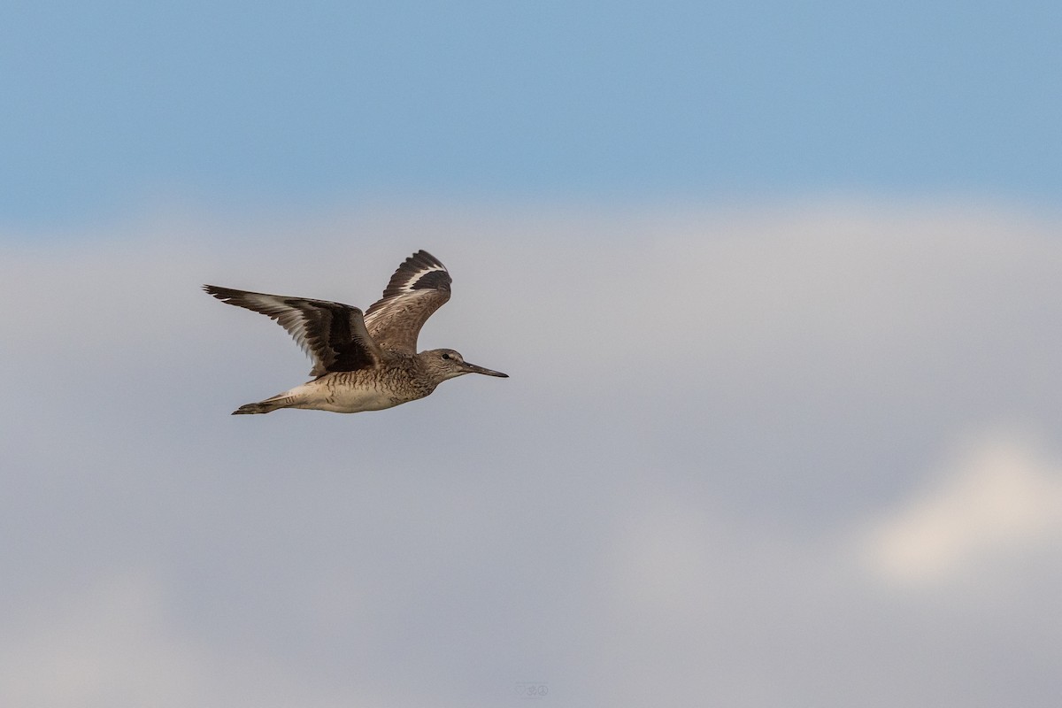 Willet - ML637741712
