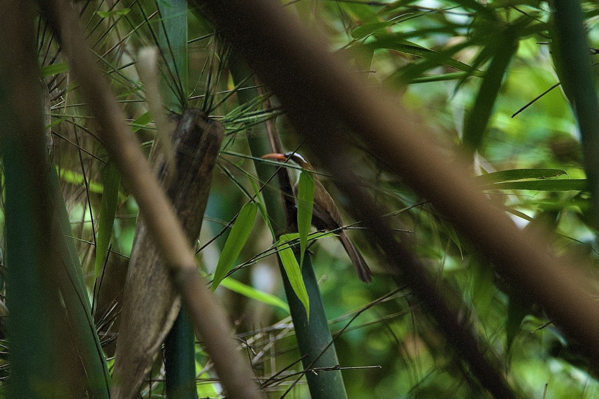 Red-billed Scimitar-Babbler - ML637741717