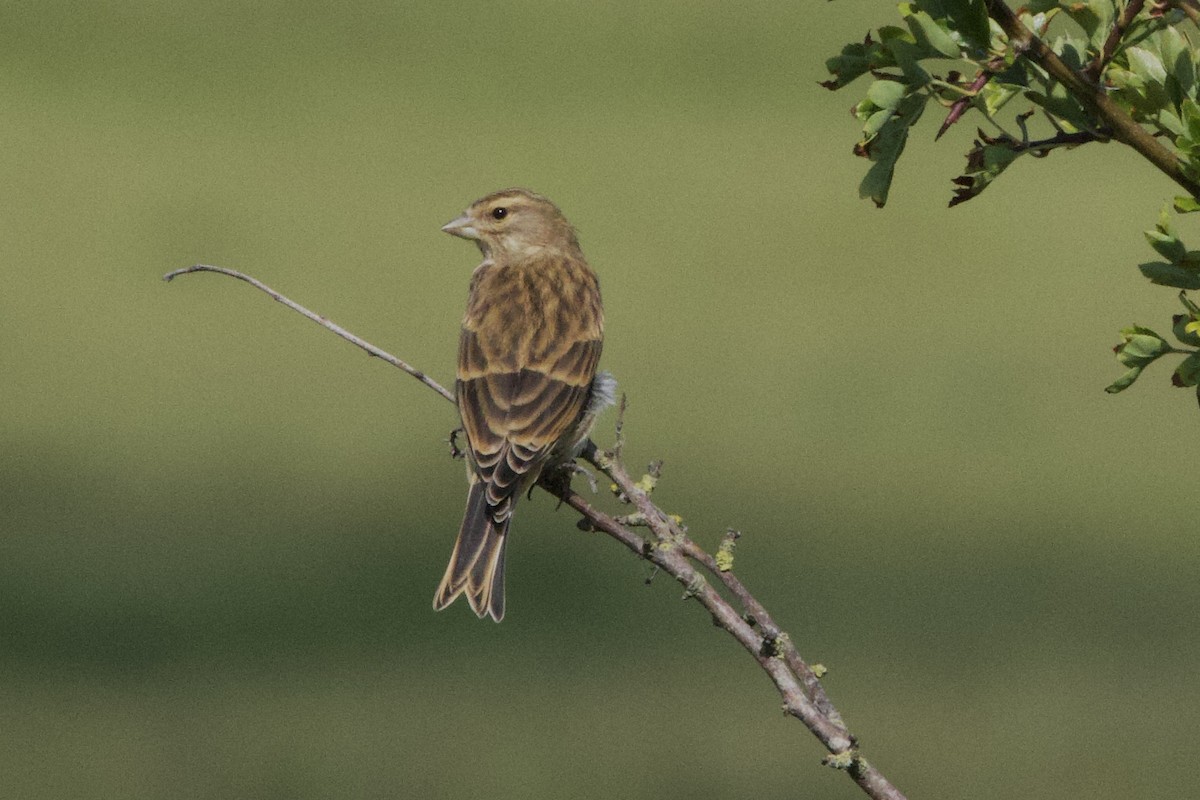 Eurasian Linnet - ML637741718