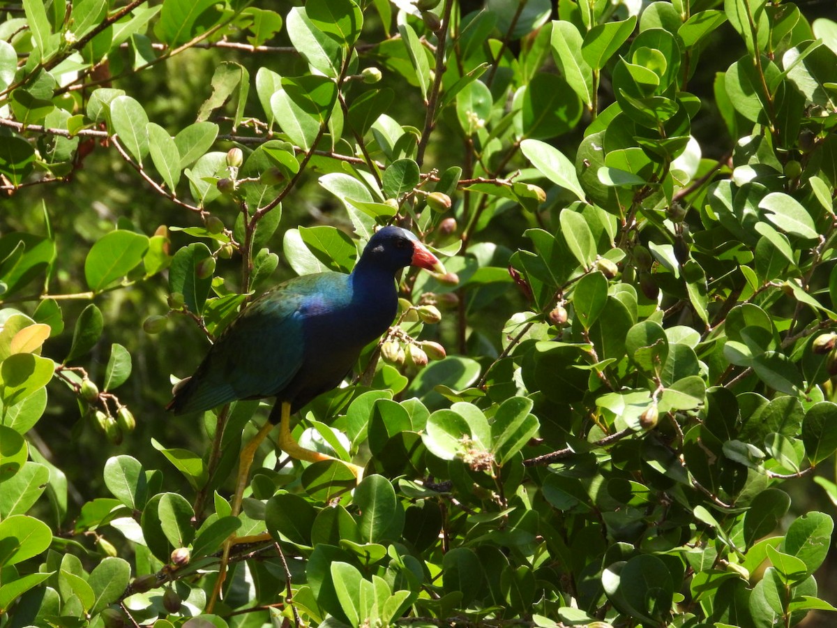 Purple Gallinule - ML637741719