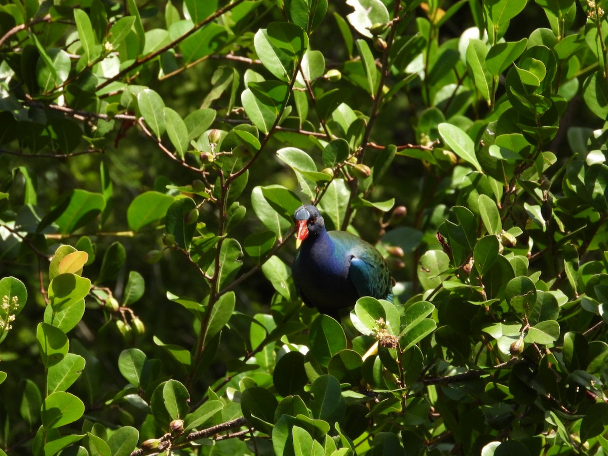 Purple Gallinule - ML637741721
