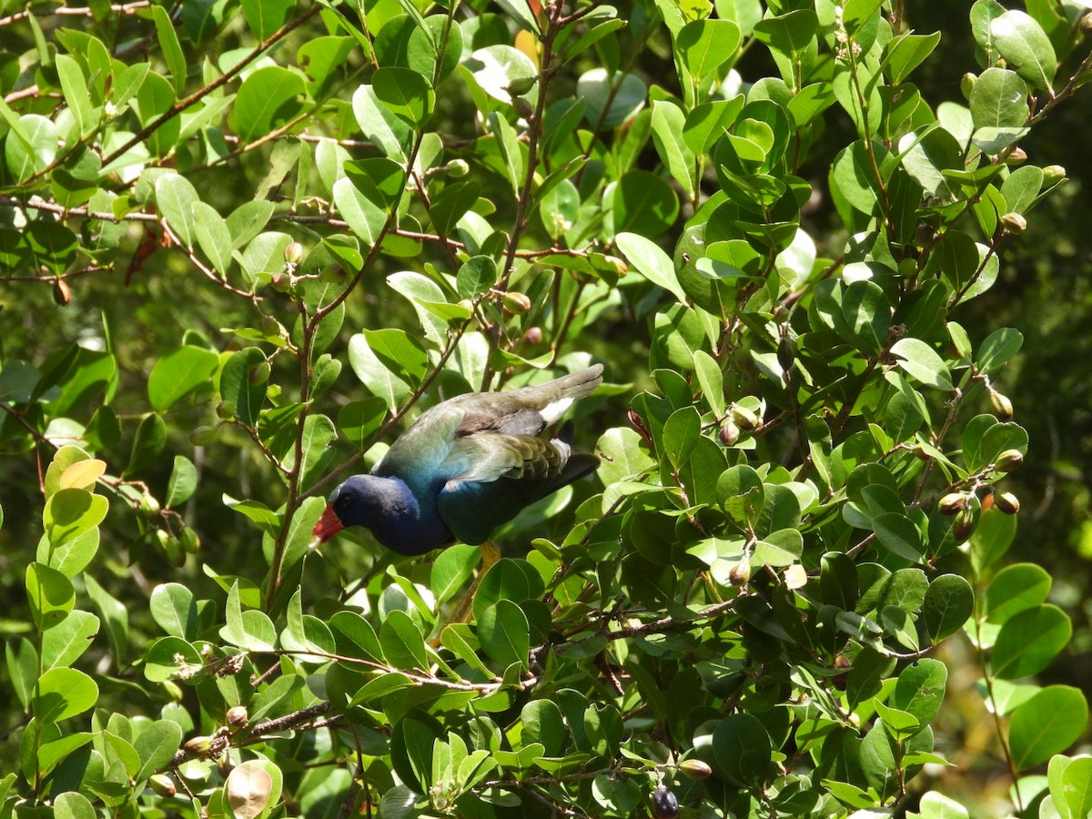 Purple Gallinule - ML637741722
