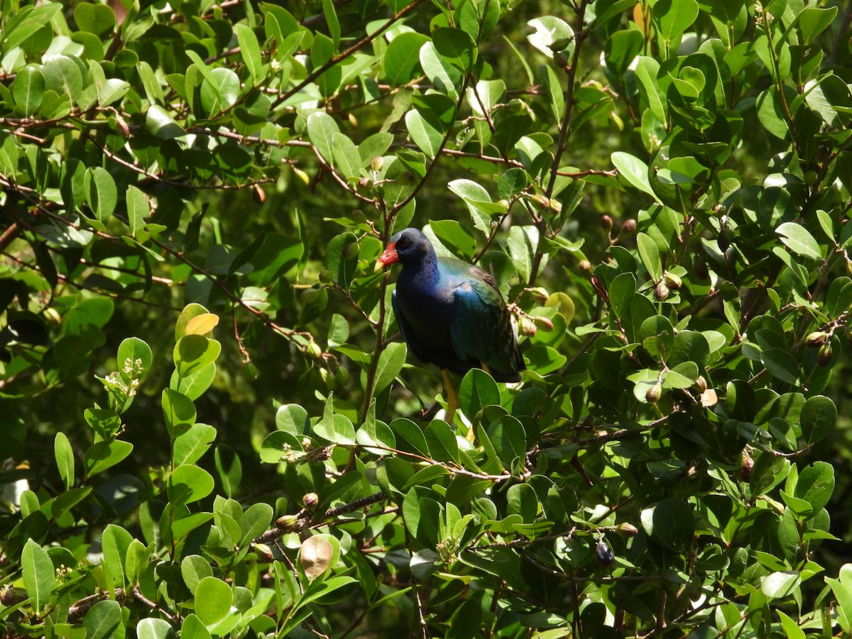 Purple Gallinule - ML637741723