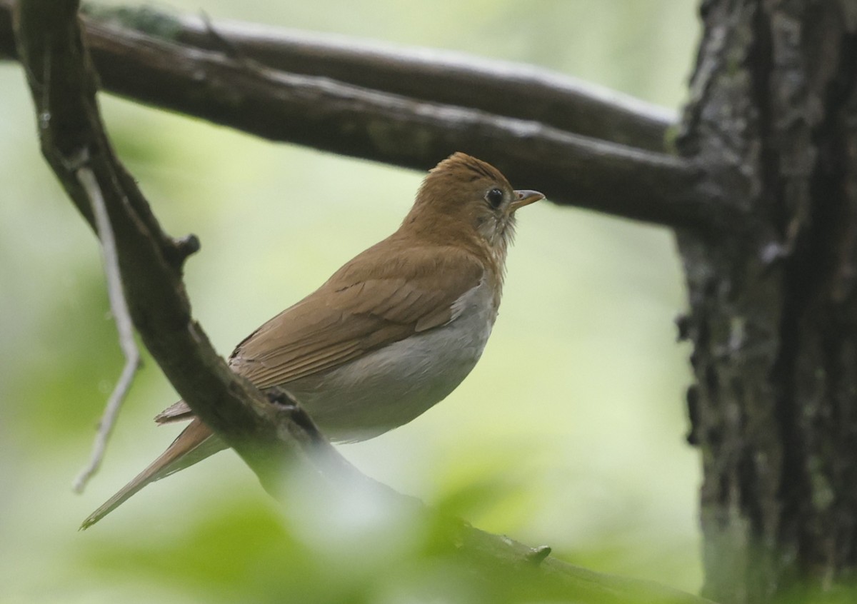 Veery - ML637741724