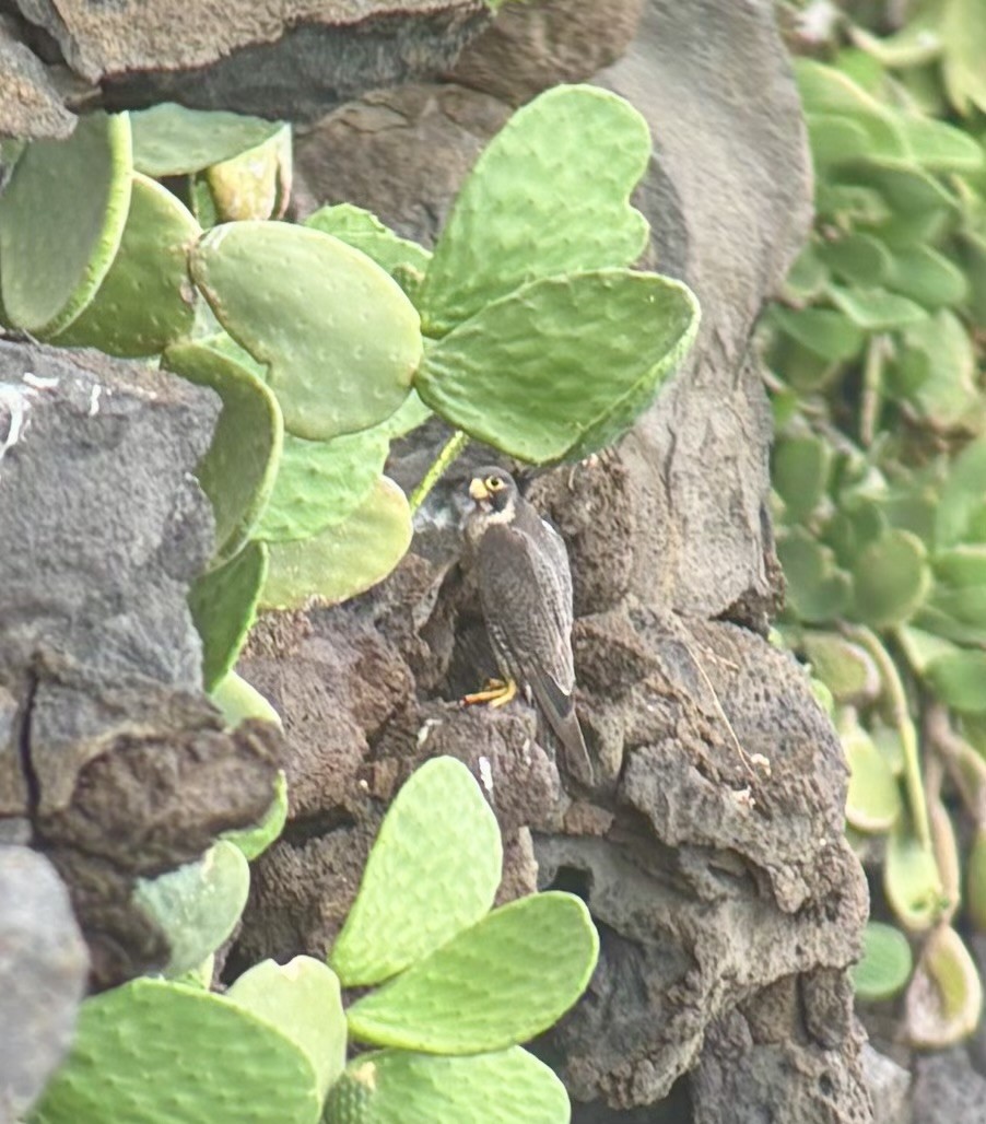 Peregrine Falcon - ML637741725