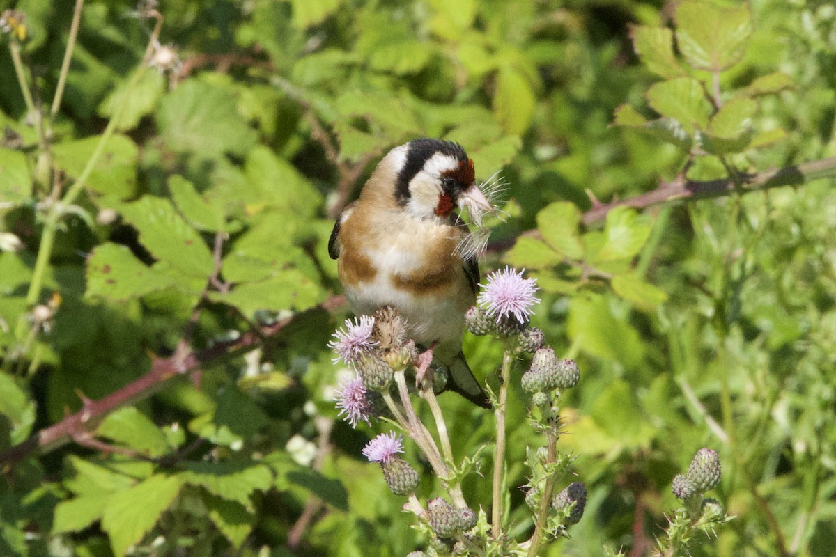 European Goldfinch - ML637741730