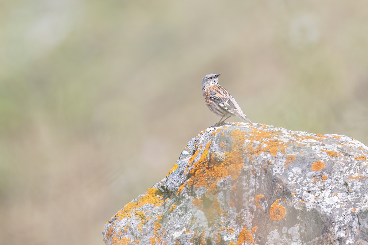 Altai Accentor - ML637741731