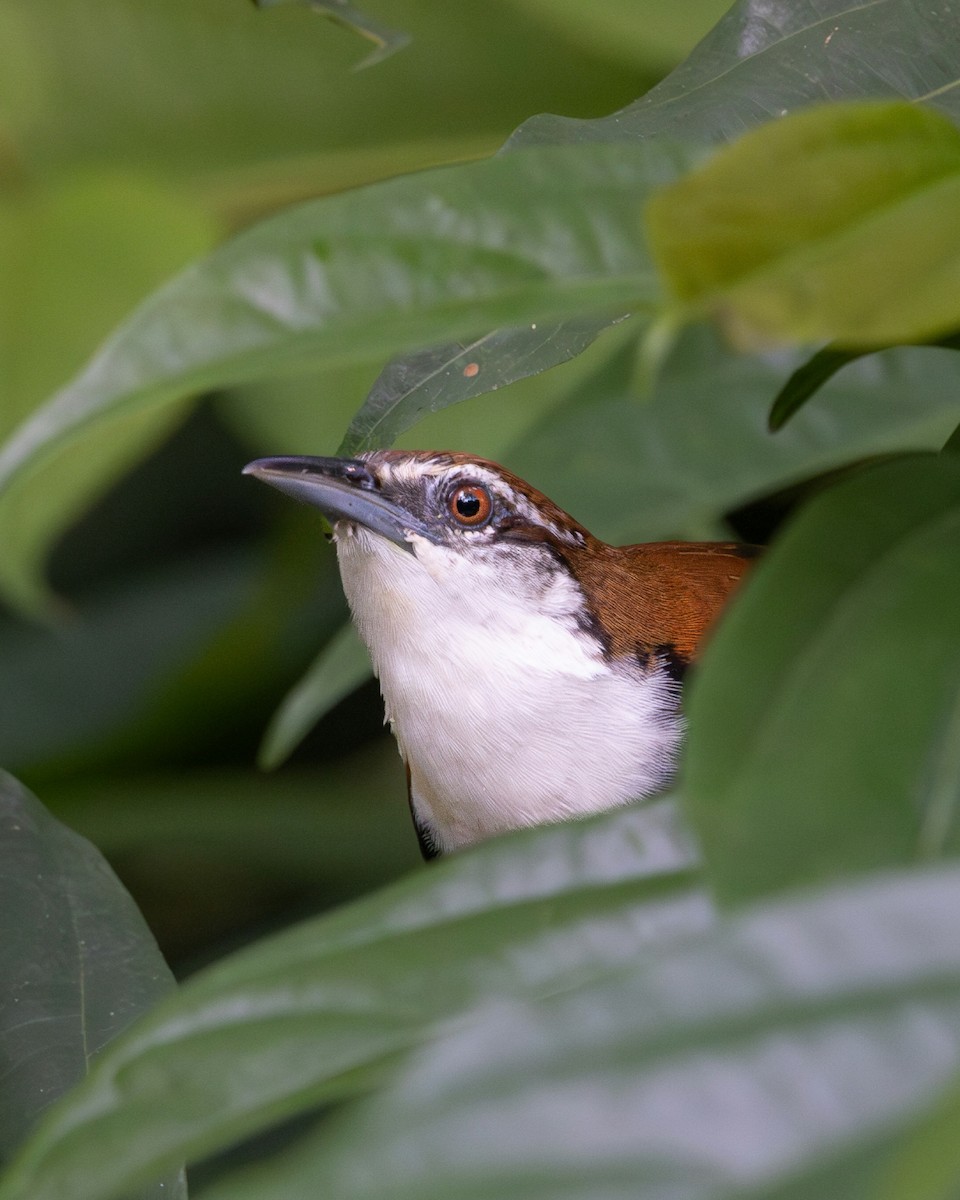Black-bellied Wren - ML637741738
