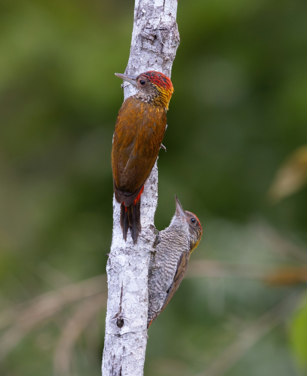 Red-rumped Woodpecker - ML637741740