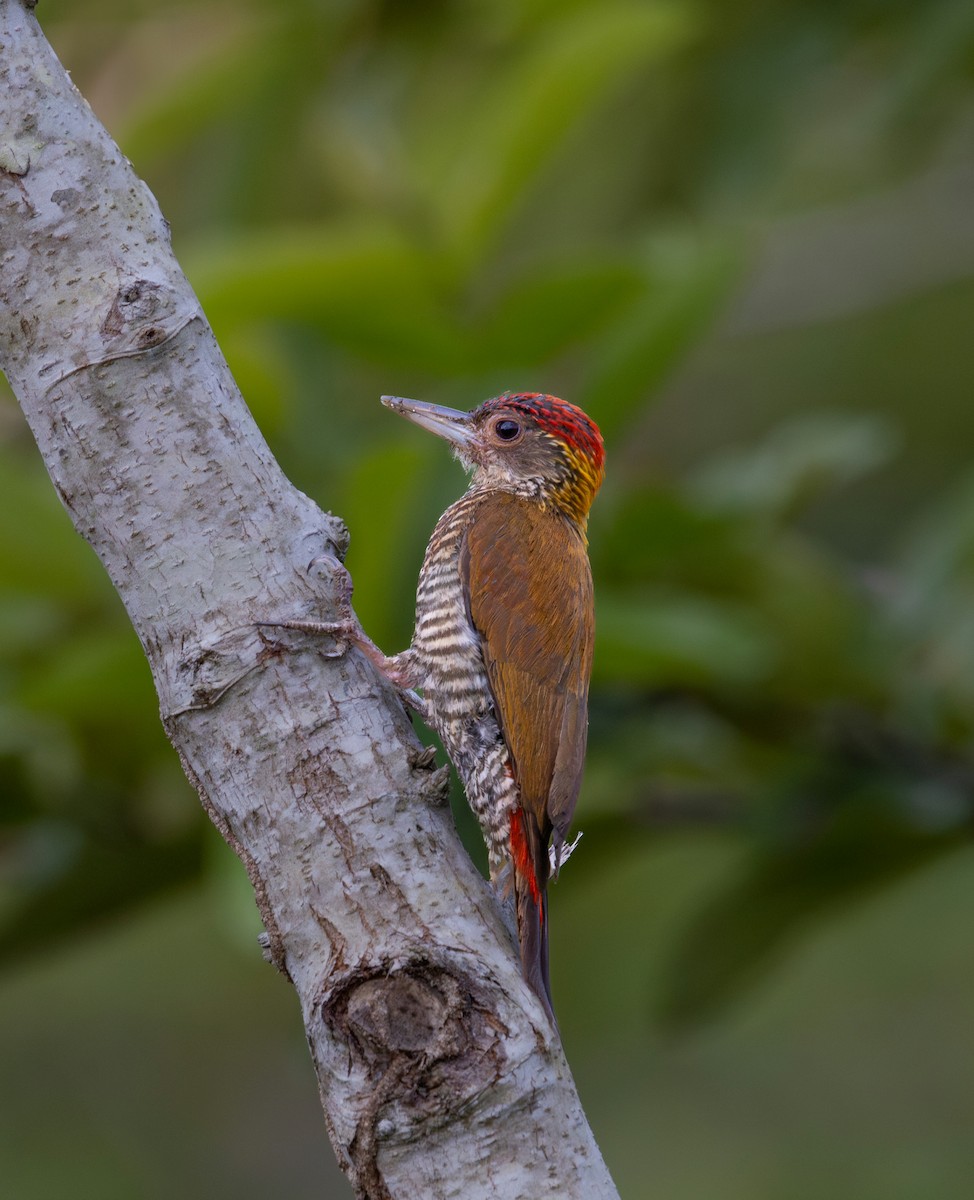 Red-rumped Woodpecker - ML637741743