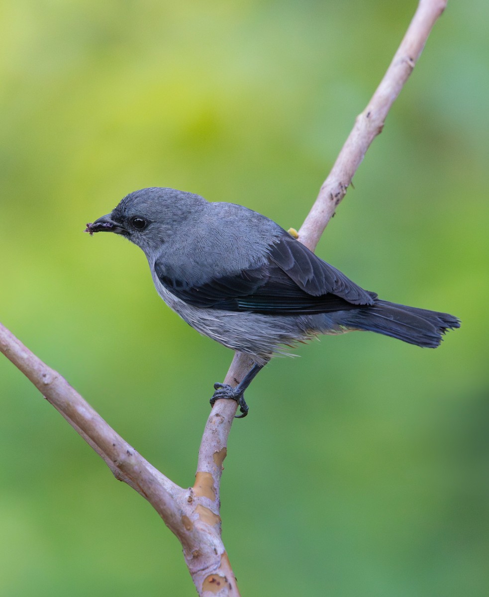 Plain-colored Tanager - ML637741745