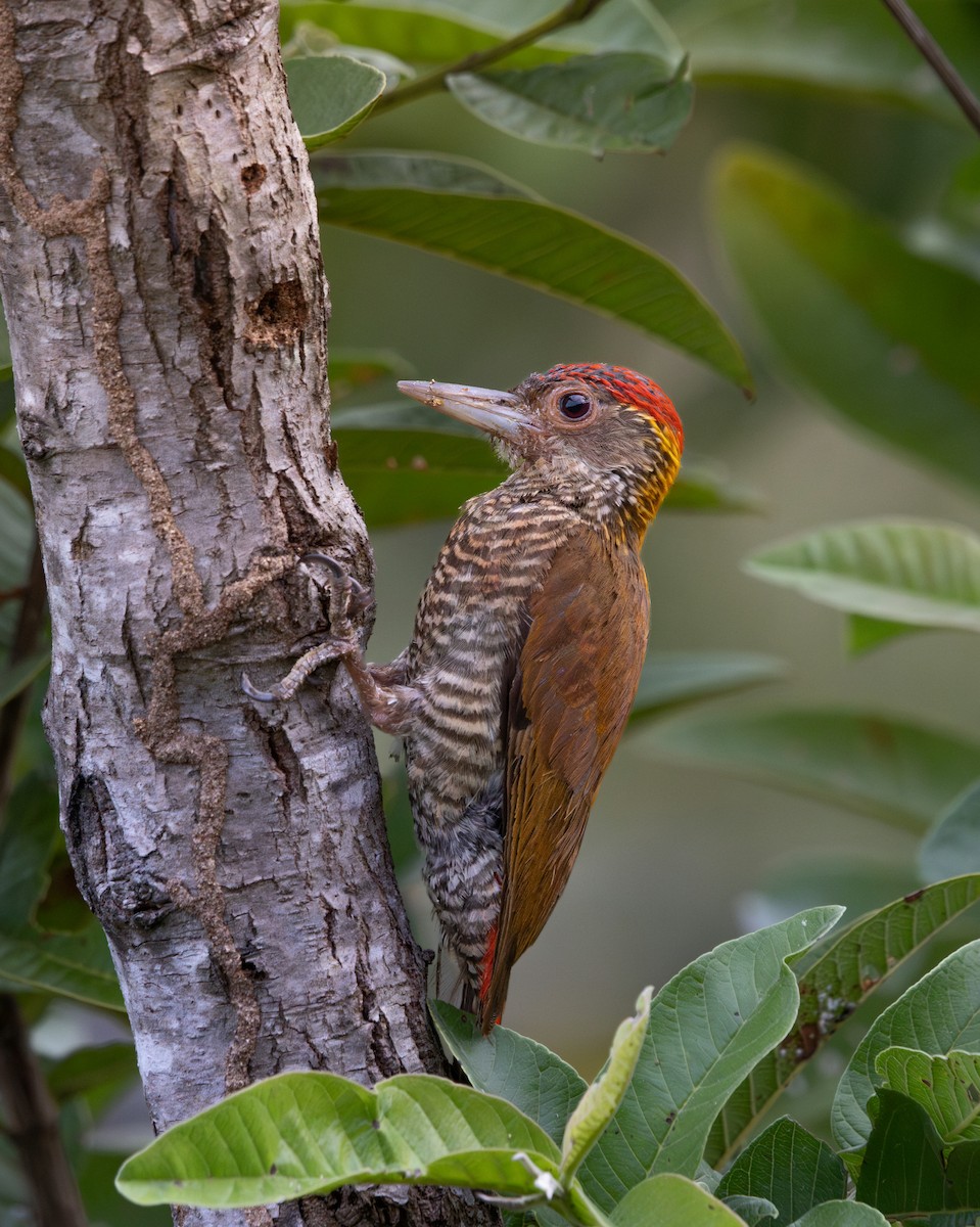Red-rumped Woodpecker - ML637741748