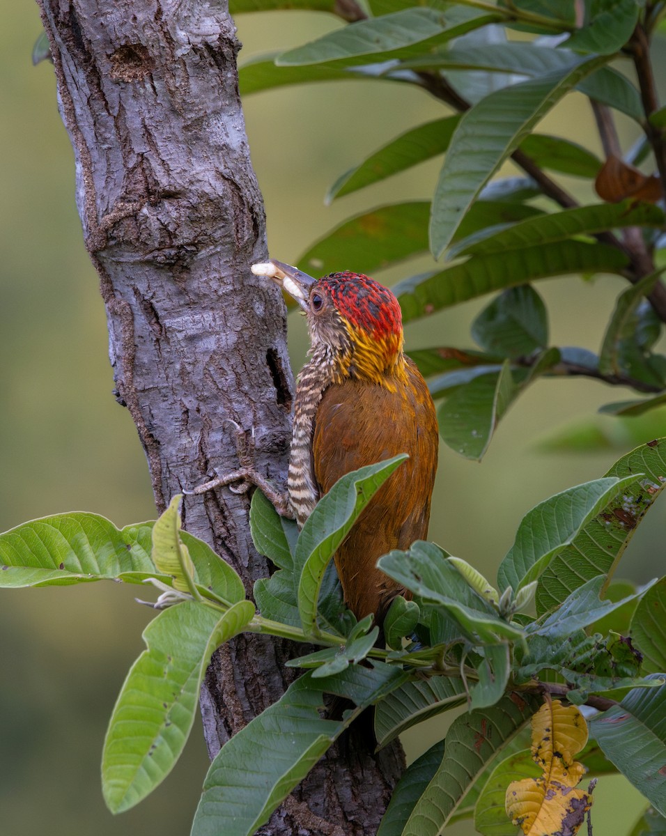 Red-rumped Woodpecker - ML637741750