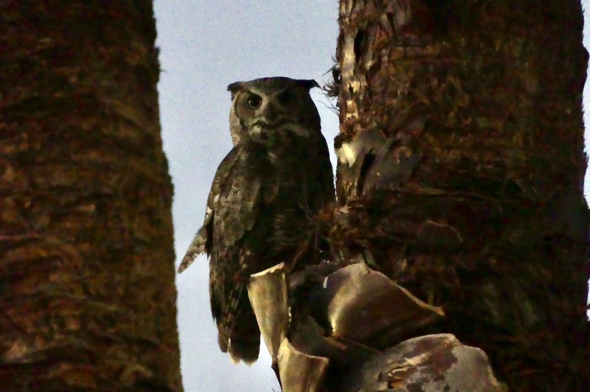Great Horned Owl - ML637741755