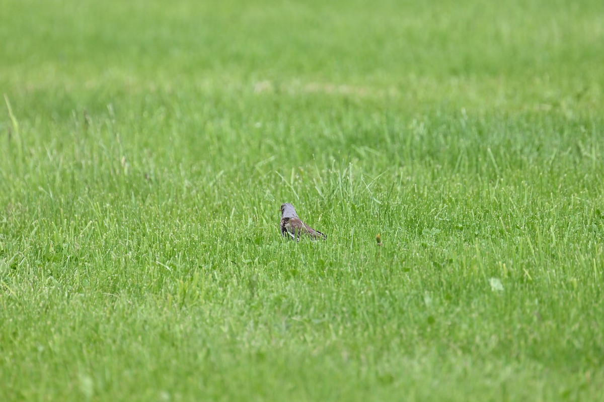 Fieldfare - ML637741756