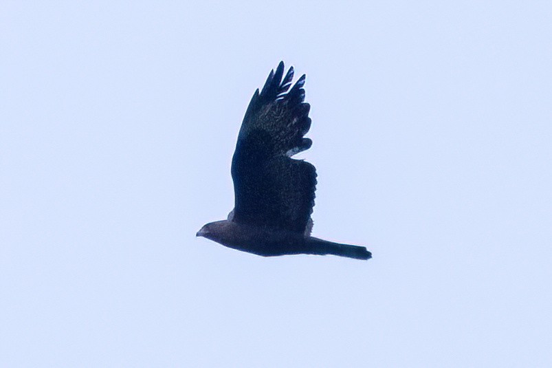 Common Buzzard (Steppe) - ML637741763