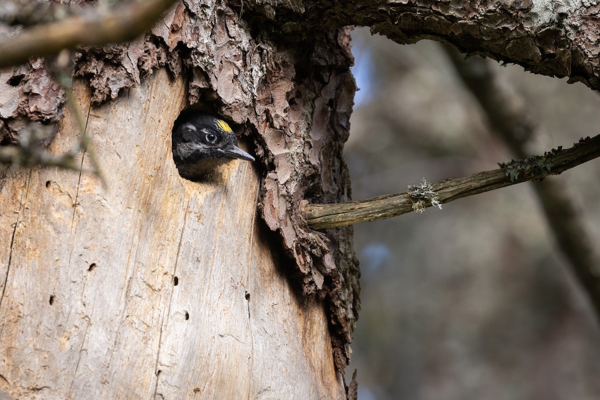 Eurasian Three-toed Woodpecker - ML637741793