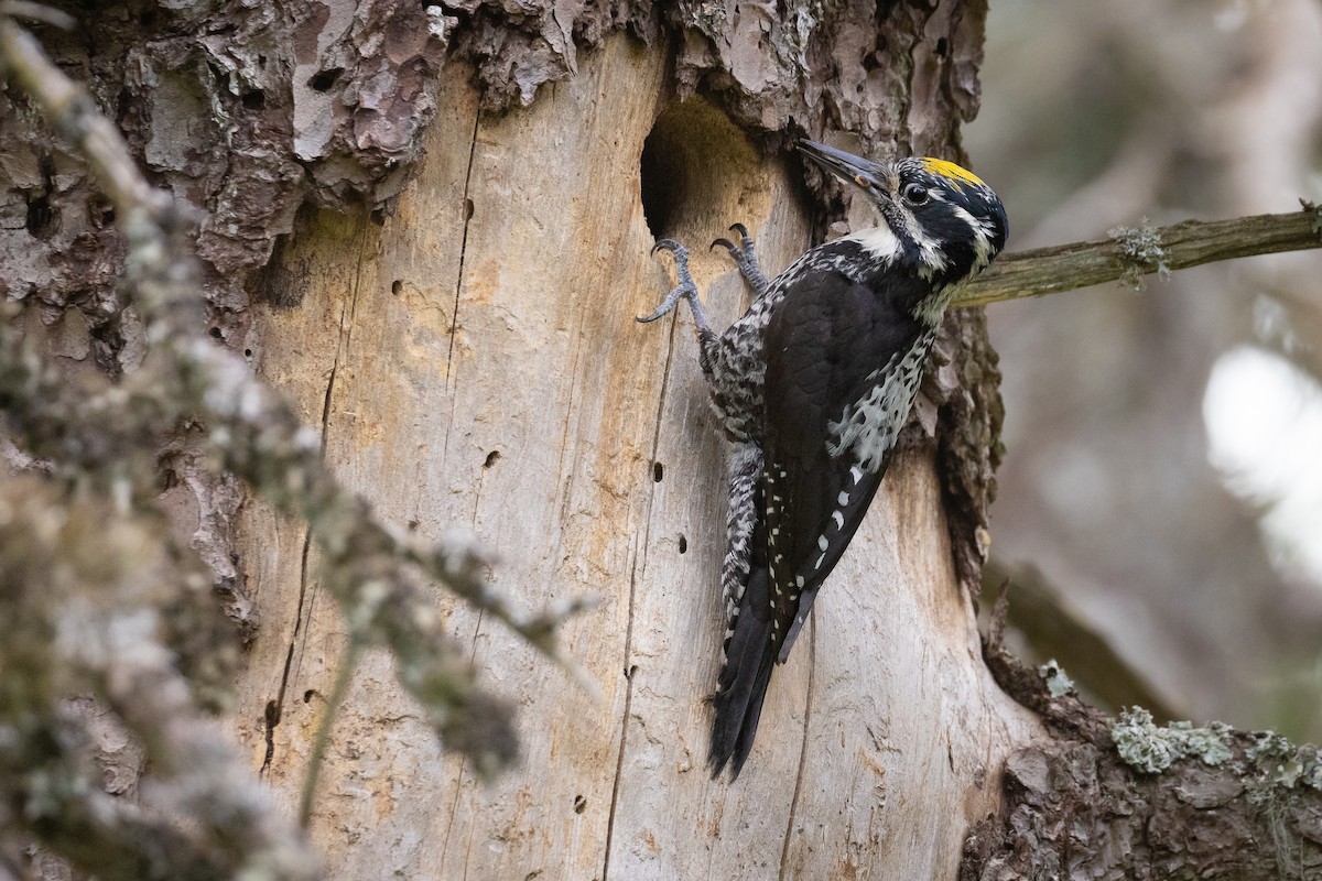 Eurasian Three-toed Woodpecker - ML637741794