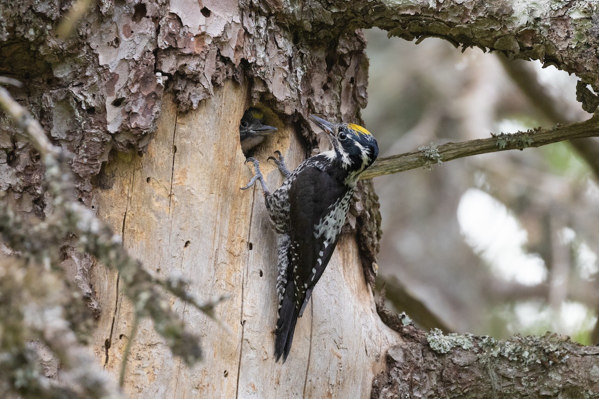 Eurasian Three-toed Woodpecker - ML637741795