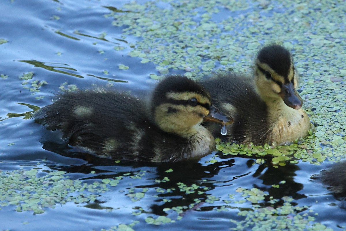 Mallard - ML637741933
