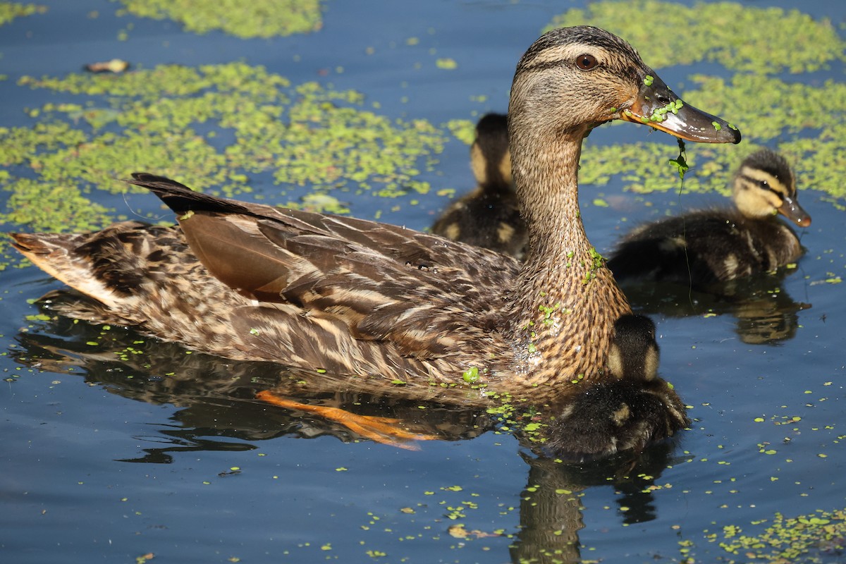 Mallard - ML637741964