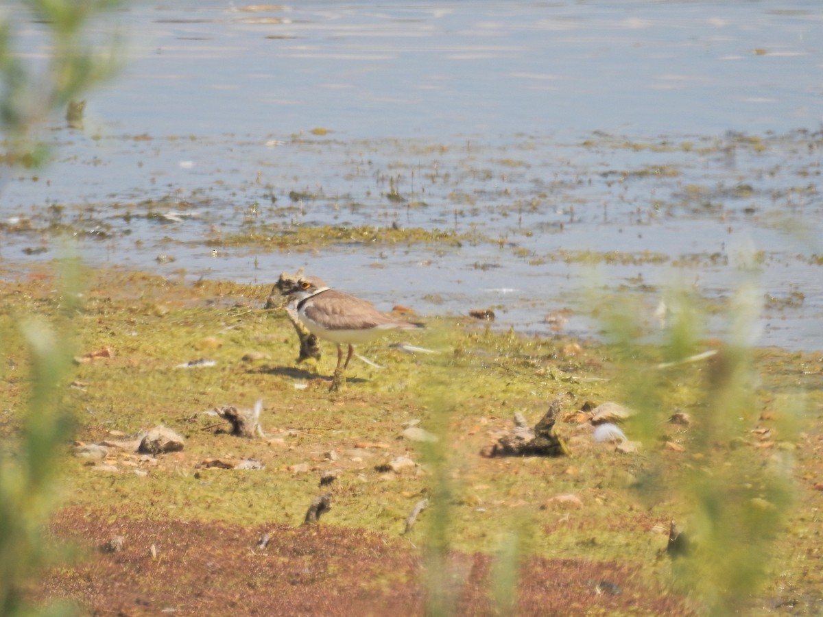 Little Ringed Plover - ML637742025