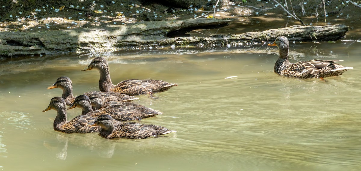 Mallard - ML637742032