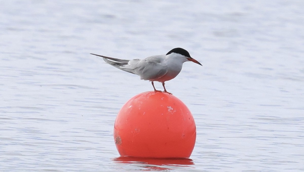 Common Tern - ML637742113