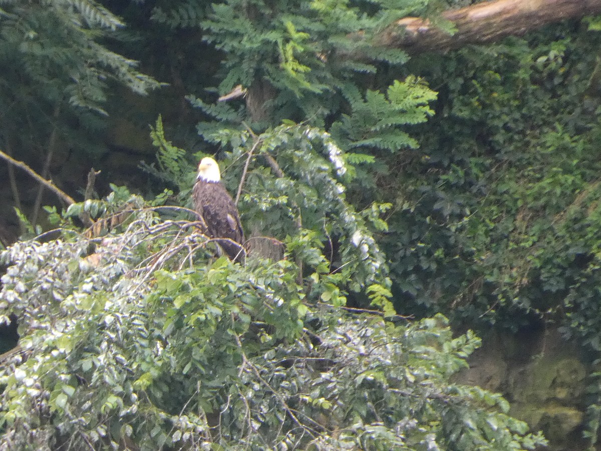 Bald Eagle - ML637742141