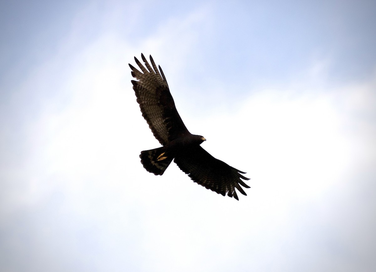 Zone-tailed Hawk - ML637742156