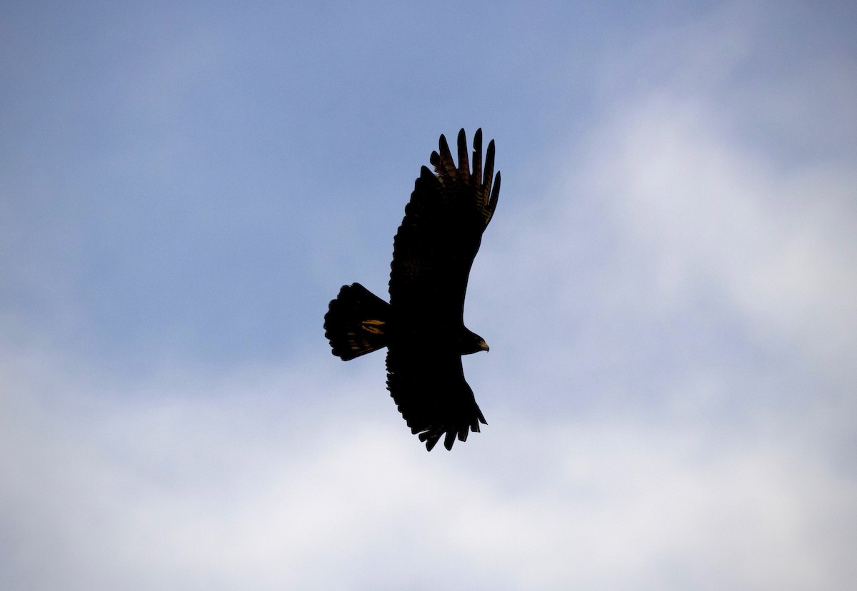 Zone-tailed Hawk - ML637742158