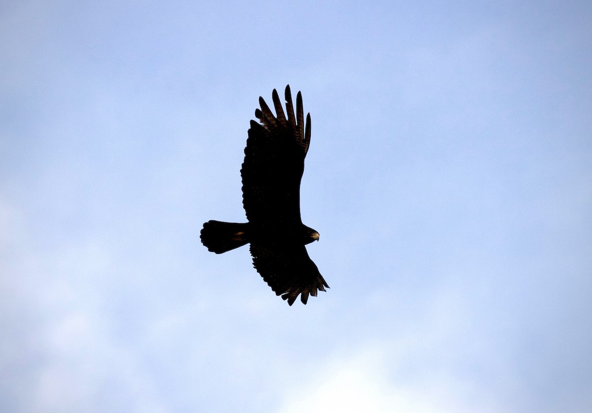 Zone-tailed Hawk - ML637742159