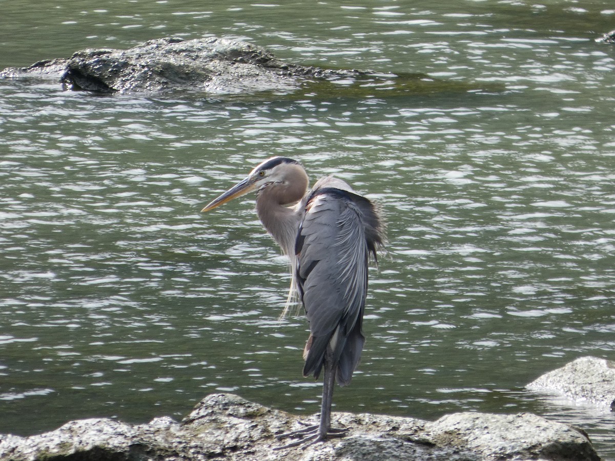 Great Blue Heron - ML637742164