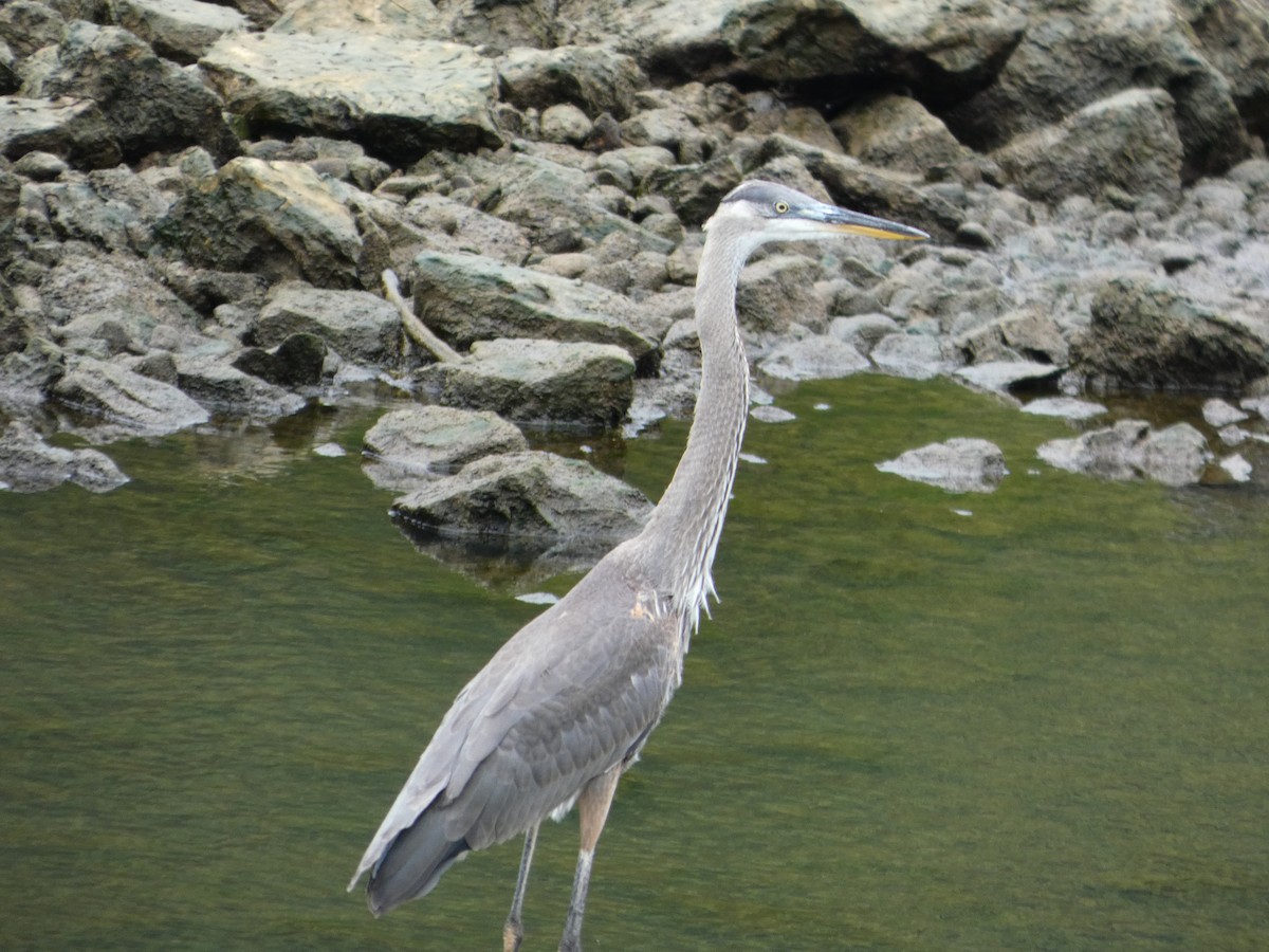Great Blue Heron - ML637742165
