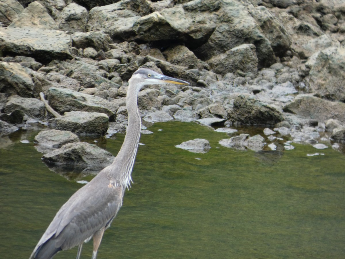 Great Blue Heron - ML637742166