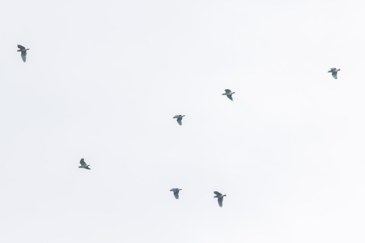 White-crowned Parrot - ML637742173