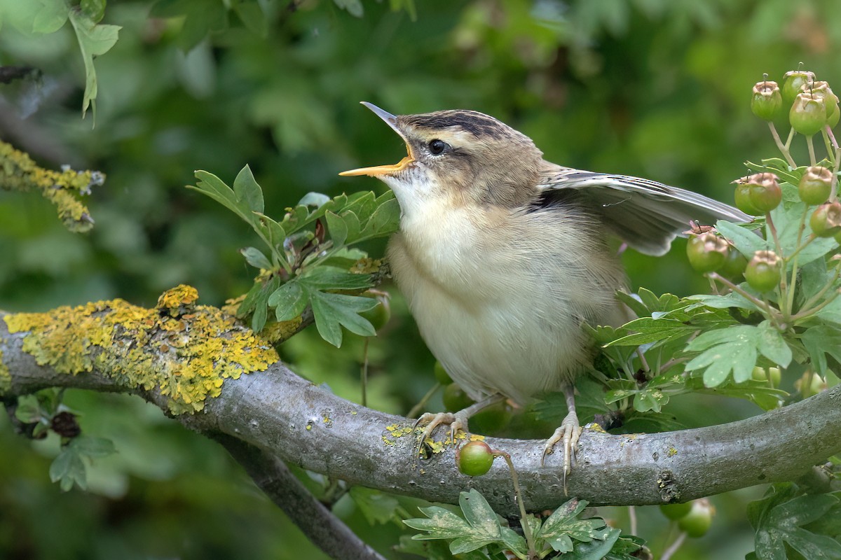 Sedge Warbler - ML637742184