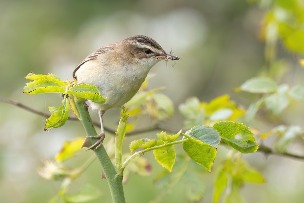 Sedge Warbler - ML637742185