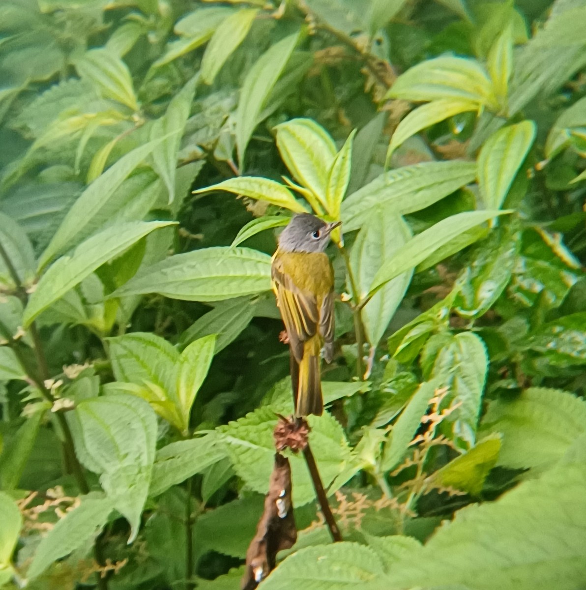 Gray-headed Canary-Flycatcher - ML637742216