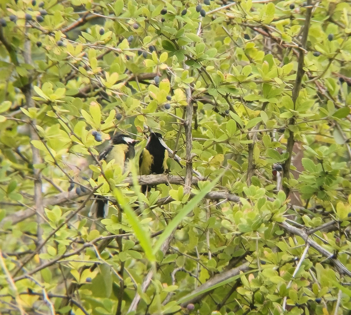 Green-backed Tit - ML637742220
