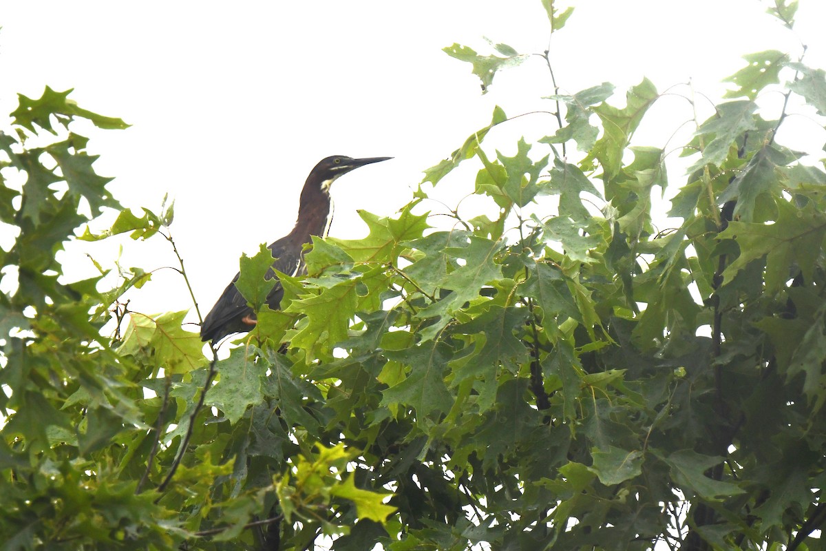 Green Heron - ML637742232