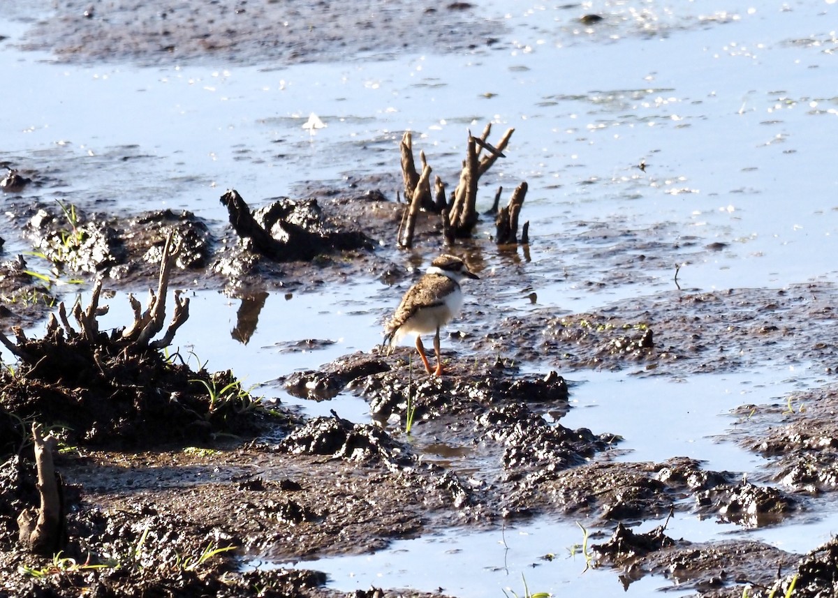 Semipalmated Plover - ML637742236